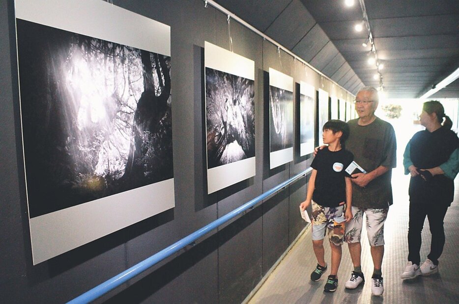 力強く、神秘的な洞杉を捉えた長田さんの作品