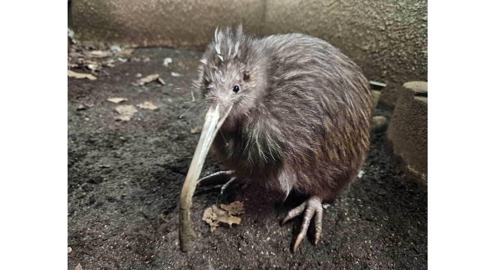 プクヌイ（提供：天王寺動物園）