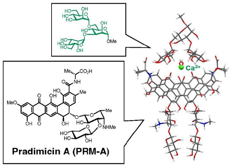 プラディミシンAがマンノース（緑色）と結合している分子モデル。カルシウムイオンがシールのように働いて2つの化合物を結合する（名古屋大学提供）