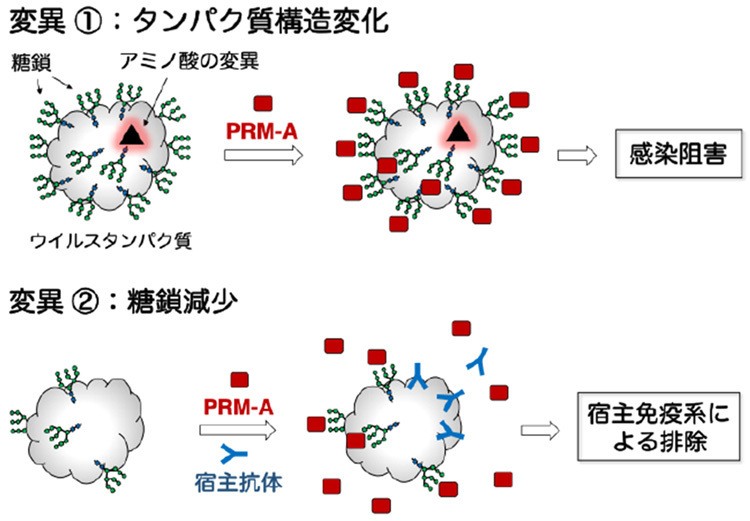 ウイルスが2パターンで変異した場合、いずれのケースでもPRM-A（プラディミシンA）によって感染が防げることのイメージ図（名古屋大学提供）