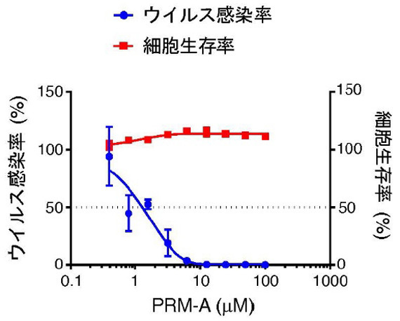 プラディミシンAを、濃度を変えて作用させたときのウイルスの感染率（青色）と、ヒトの気管支の上皮細胞の生存率（赤色）の比較。高濃度でも安全に阻害できることが分かる（名古屋大学提供）