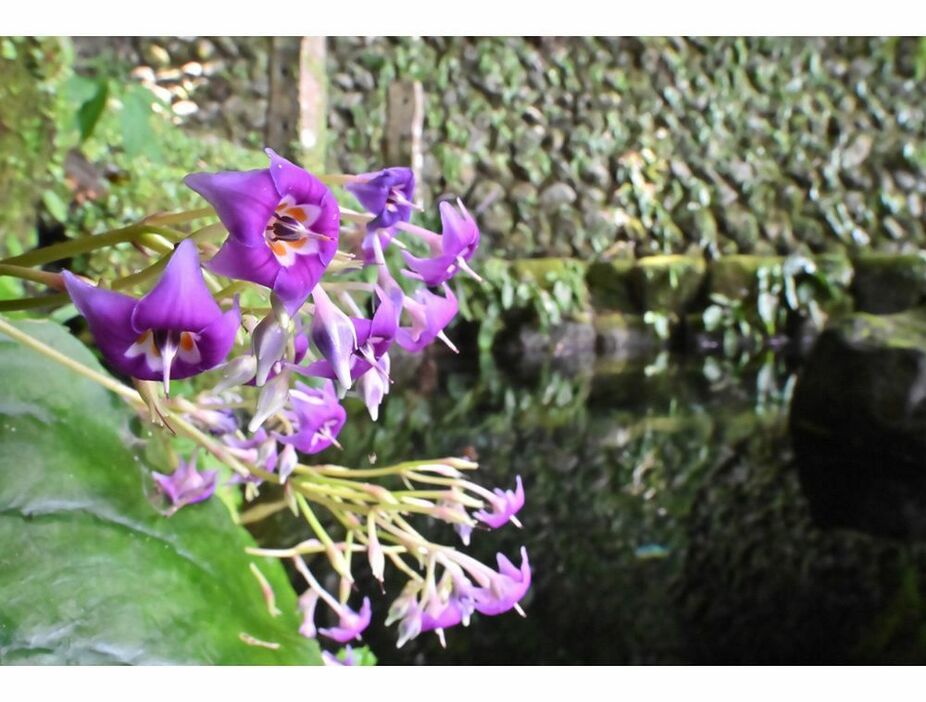 「野中の清水」で涼しげな花を咲かせているイワタバコ（和歌山県田辺市中辺路町野中で）