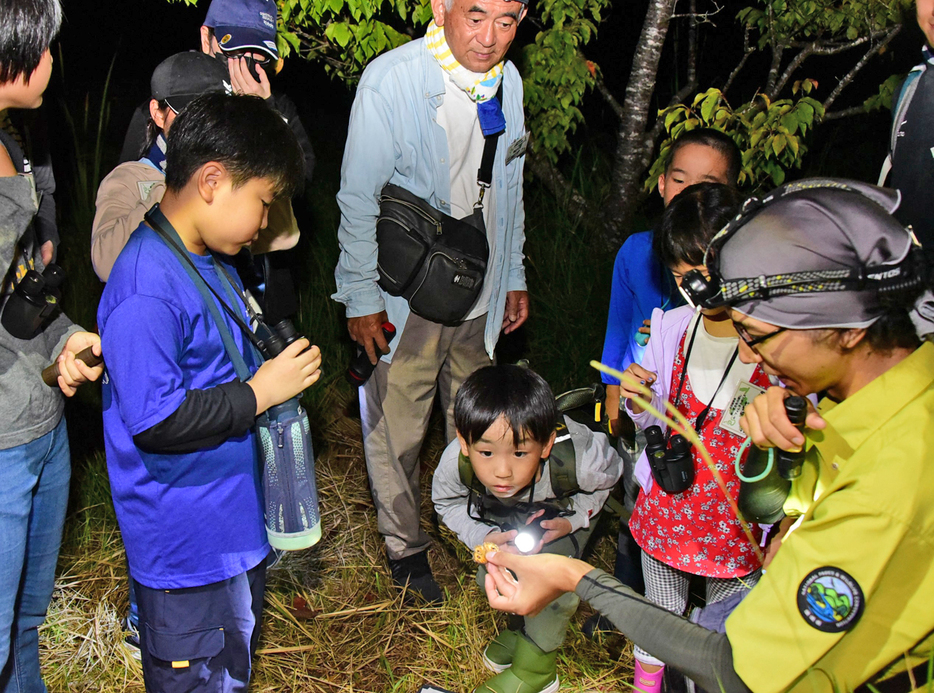 ライトに寄ってきた昆虫を観察する児童ら＝12日、鹿児島県大和村