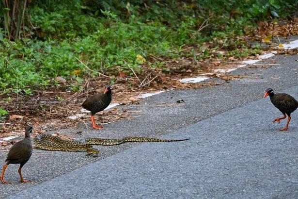 ハブを囲む天然記念物のヤンバルクイナ＝7月10日午前6時ごろ、国頭村