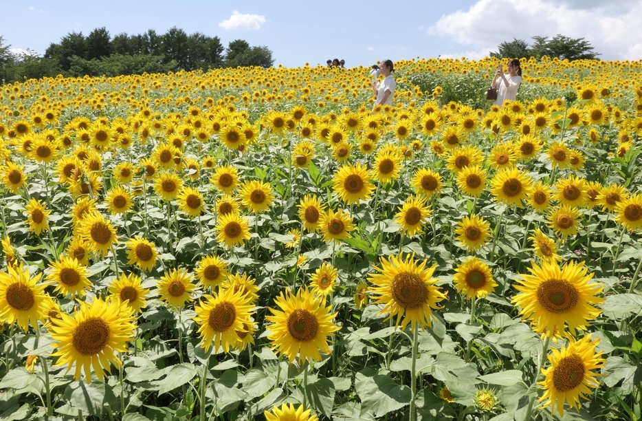 咲き誇るひまわりを観賞する観光客=岡山県真庭市で