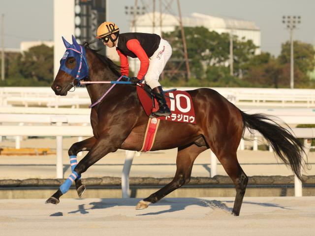 北海道スプリントCに出走予定のトラジロウ(撮影：稲葉訓也)