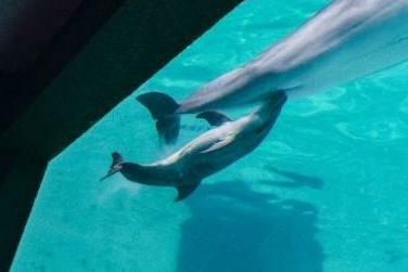 生まれた赤ちゃんイルカ　提供：おたる水族館