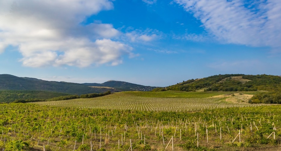 ウクライナは豊かな土壌とワインを含む豊かな農産物で知られている　jo Crebbin -shutterstock-