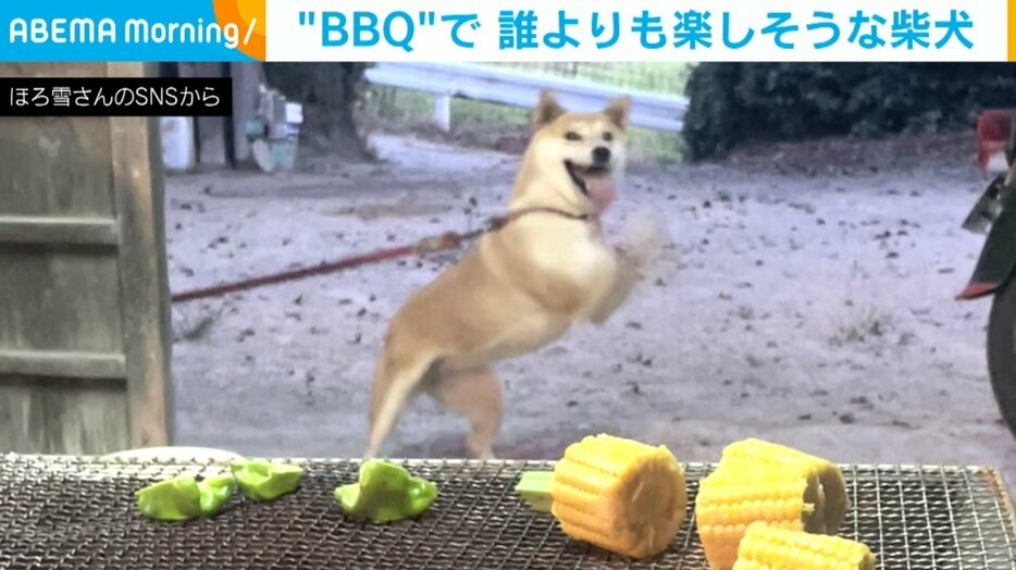 ほろ雪さん実家の柴犬