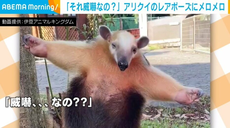 ミナミコアリクイのイフちゃん（4歳）