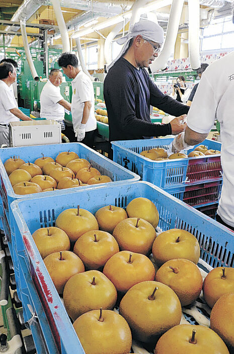 初出荷を迎えた加賀しずく＝金沢市銚子町のＪＡ金沢市東部集出荷場