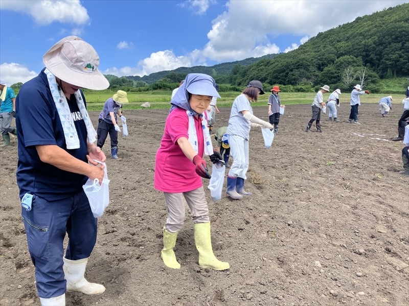 ソバの種をまく参加者