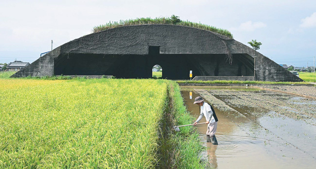 4号掩体近くの田んぼでは稲穂が実り、収穫が間近に迫る（高知県南国市で）