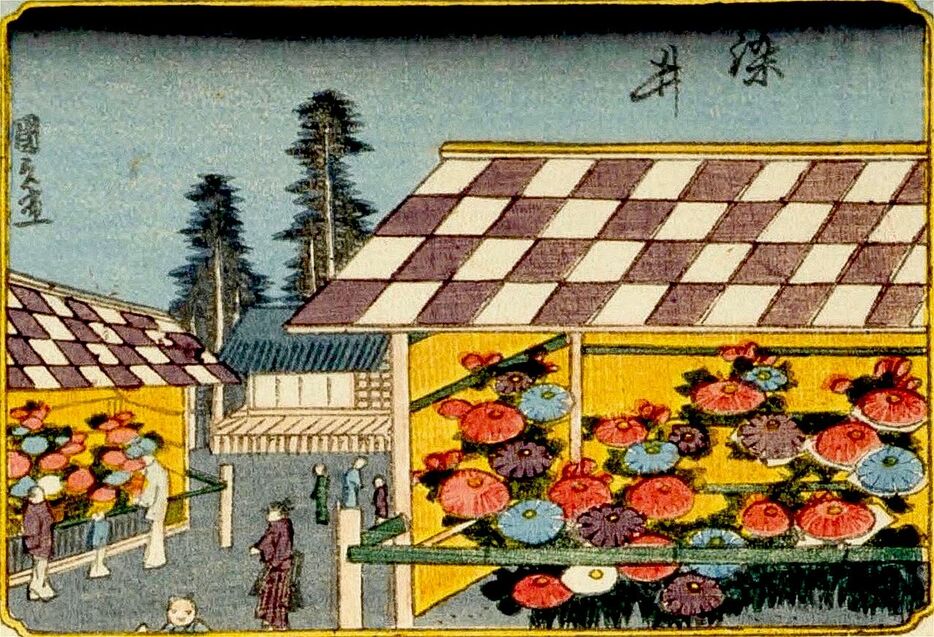 染井で開催された菊の見学会。『江戸名所百人美女』歌川国貞画 / 国立国会図書館所蔵