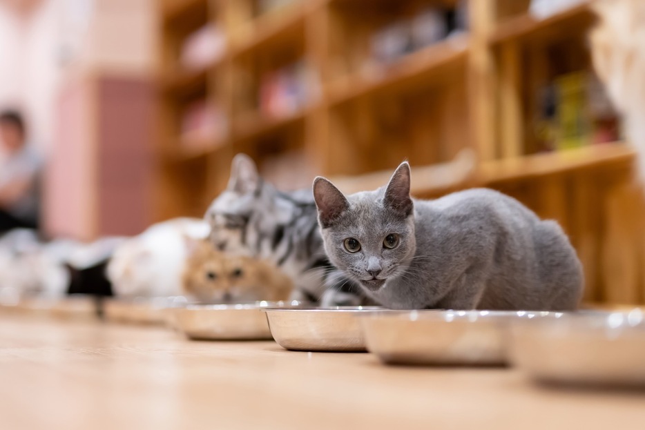 写真はイメージで実際の猫カフェとは異なります（Princess Anmitsu / PIXTA）