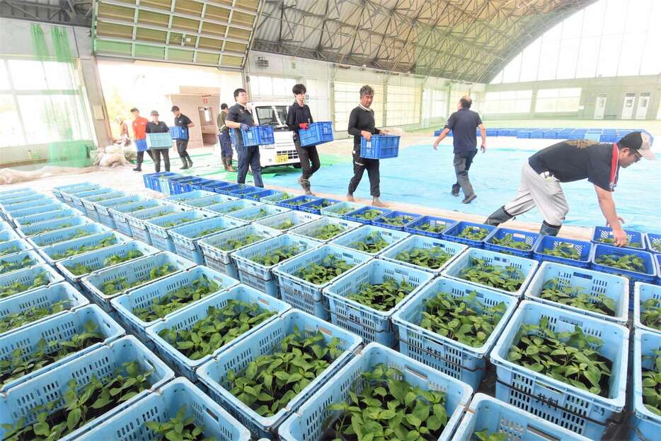 台風１０号に備えドーム内へピーマンの苗を移動する職員ら＝２７日午前、南さつま市の加世田ドーム