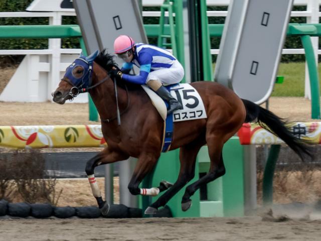 小倉サマージャンプに出走予定のロスコフ(撮影：下野雄規)