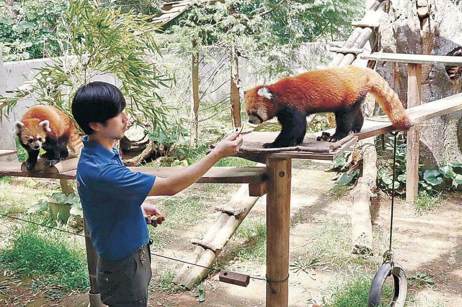 特別ガイドに向けてレッサーパンダの餌やりを行う飼育員=能美市のいしかわ動物園