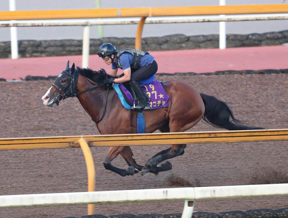 ＣＷコースで追い切ったママコチャ（カメラ・谷口　健二）