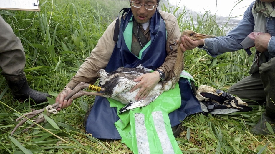 「標識調査」で足輪を付けられた野生のタンチョウのひな。この後、親の元に返された＝北海道根室市（タンチョウ保護研究グループ提供）