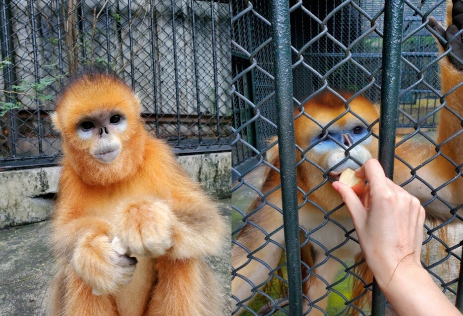 マカオ・石排灣郊野公園から深圳市野生動物園に移った2頭のキンシコウ（写真：IAM）