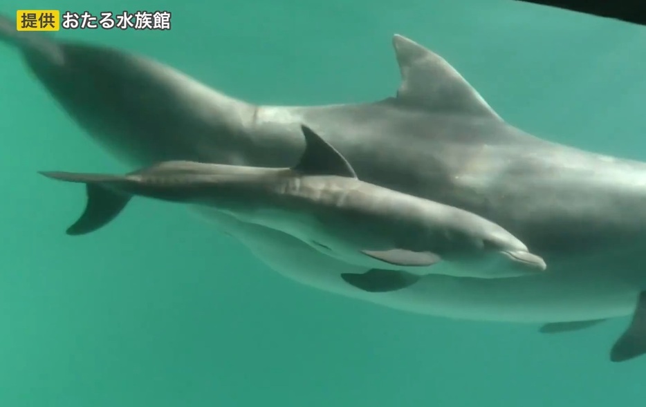 お母さんにピッタリくっついて泳ぐ赤ちゃんイルカ（提供：おたる水族館）