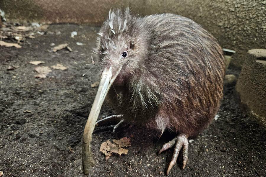 「天王寺動物園」で飼育されていたキーウィ「プクヌイ」（提供：天王寺動物園）