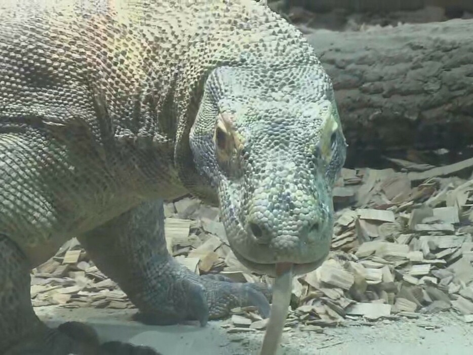 コモドドラゴンのオス・タロウ 名古屋市千種区の東山動植物園