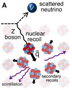 CEvNSでは、低エネルギーなニュートリノの衝突によって原子核が動きます。（Credit: Oak Ridge National Laboratory）