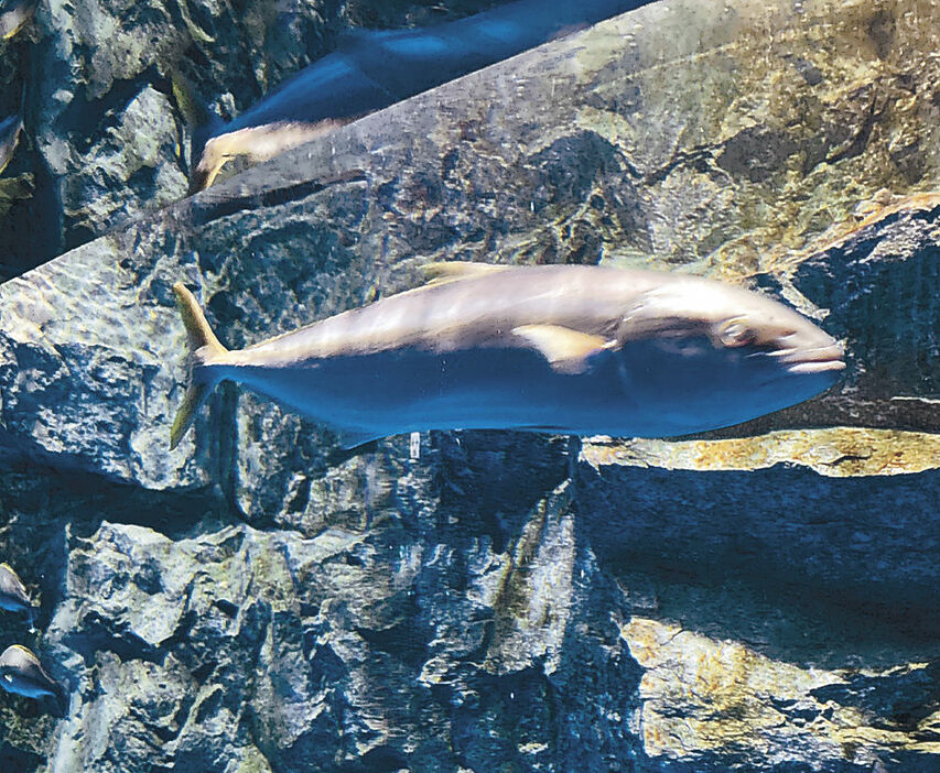 水槽内で唯一生き残ったヒラマサ＝七尾市ののとじま臨海公園水族館