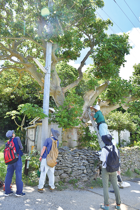 外観診断などを行う樹木医や専門家ら＝7月31日、鹿児島県瀬戸内町の与路島