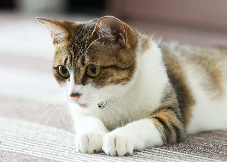 猫は幸せを運ぶ（写真はイメージ）