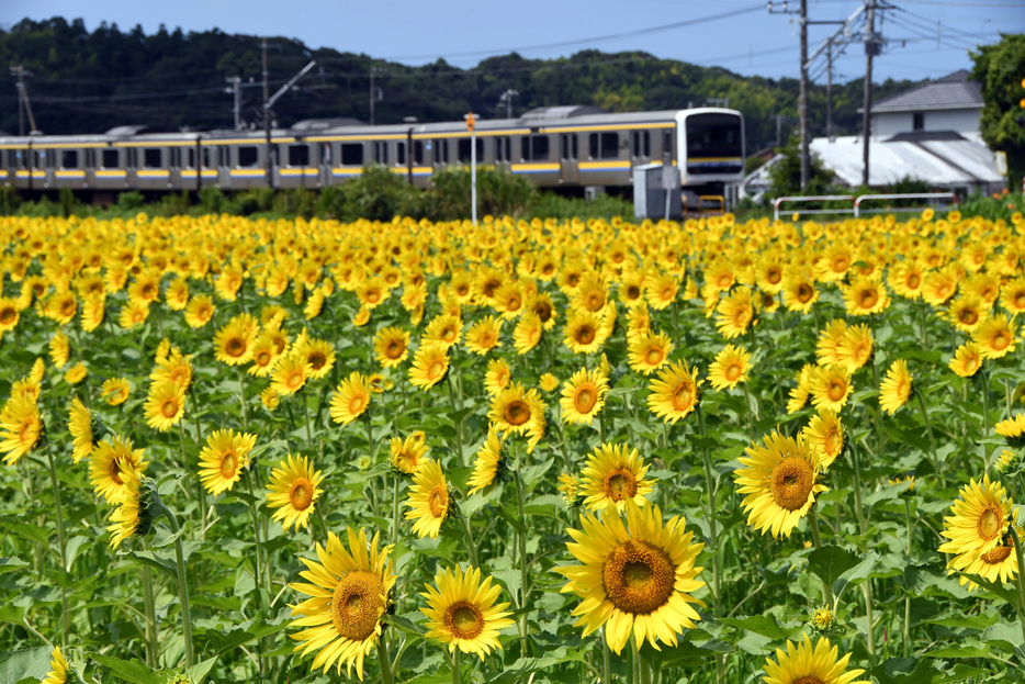 咲き誇るヒマワリ＝館山