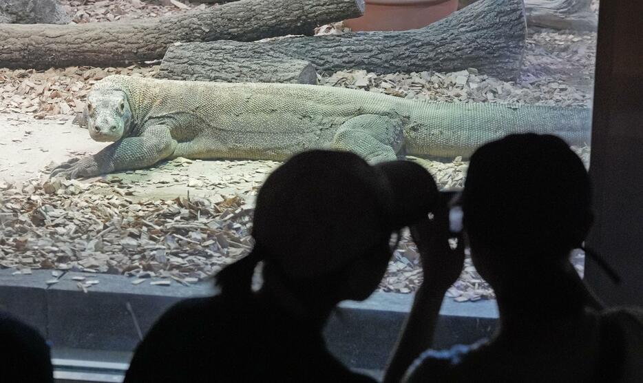 一般公開されたコモドオオトカゲの「タロウ」＝23日午前、名古屋市の東山動植物園