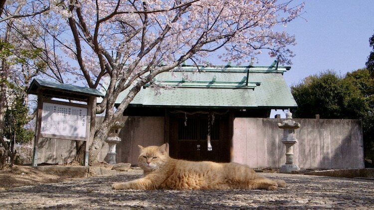 「五香宮の猫」場面写真