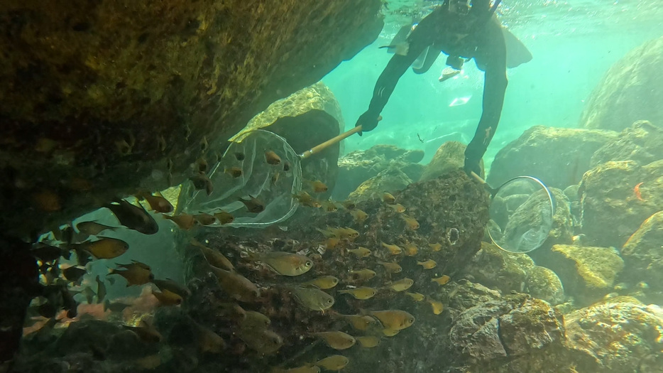 理想の水槽を作るため、魚の調達も行う