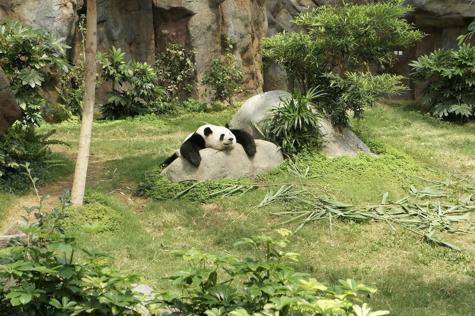 サンディエゴ動物園でパンダの新たな時代が始まる（写真はイメージです）　Elena Loshina-Unsplash