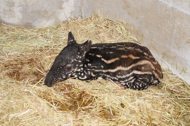 生まれた赤ちゃんマレーバク提供：静岡市立日本平動物園