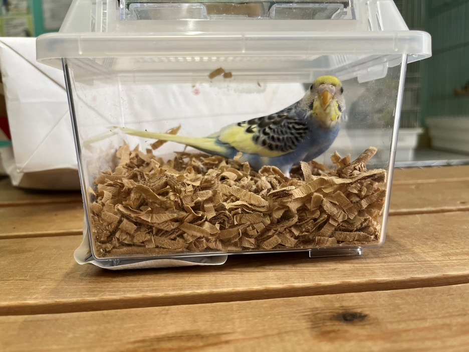 虫かごに入れられゆうパックで送られてきたインコ