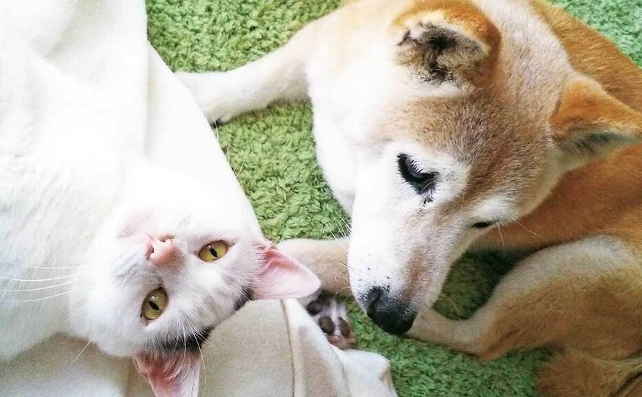 認知症の柴犬・しのを介護する猫・くぅ。飼い主の晴さんに、くぅと二人三脚で行った介護の様子をお聞きしました。