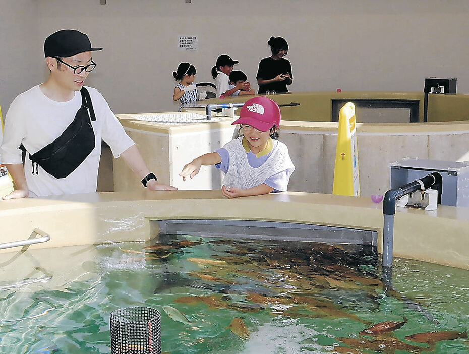 ふれあい館でキジハタに餌を与える親子＝氷見市姿の県栽培漁業センター