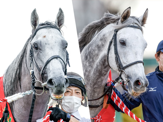 現役馬部門1位のガイアフォース(左)、引退馬部門1位のシルヴァーソニック(右)(撮影：下野雄規)