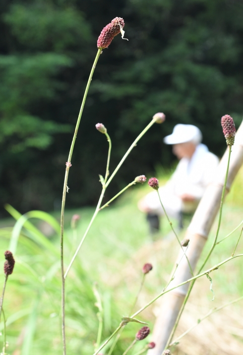 田んぼのあぜに咲くワレモコウ＝岡山県津山市で