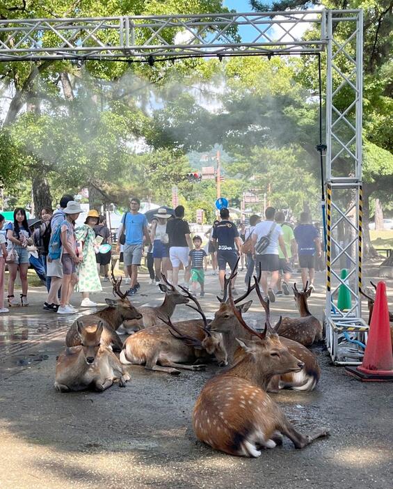 ［写真］溝鹿たちが集まる近くのミストスポットにも多くのシカが集まっていた＝22日午後2時10分ごろ、奈良公園で