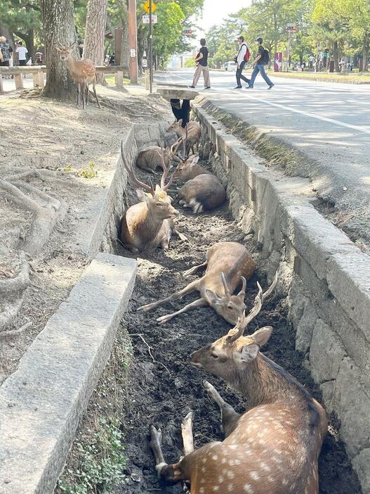 ［写真］奈良県庁近くの道路の溝には多くのシカが横たわり、もう定員オーバー？　SNSでは、よく「溝鹿」と投稿されている＝22日午後2時ごろ、奈良公園で