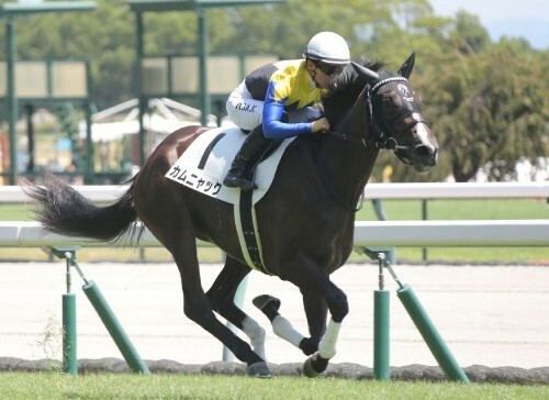 断然人気に応えての快勝だったカムニャック