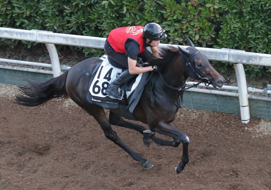 マイルでも好走できるドロップオブライトだが、勝ち鞍のある1200m戦がベストか