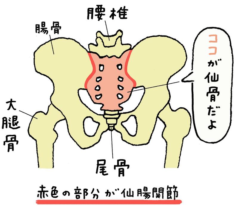 骨盤背面から見た仙骨