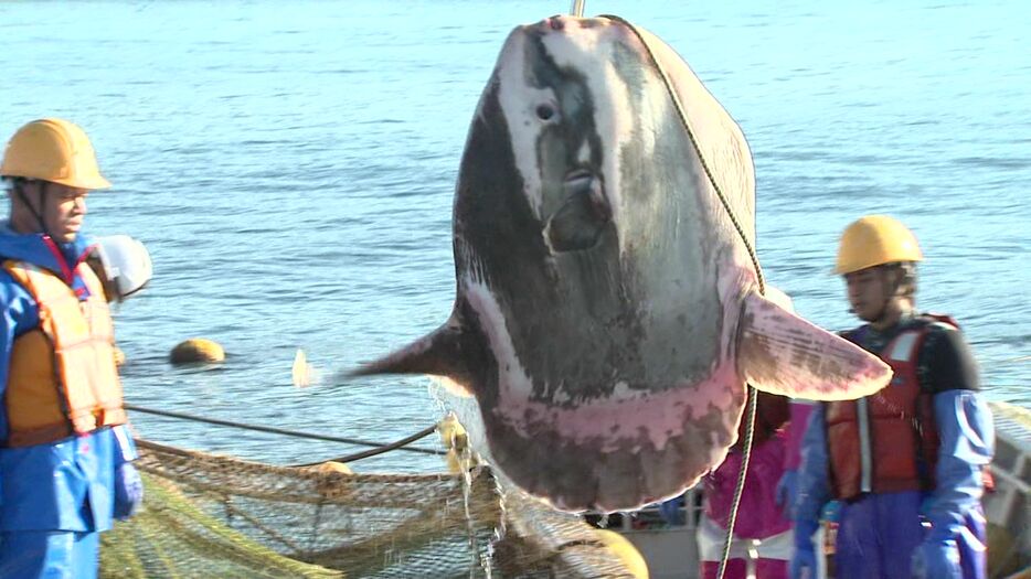 打ちあがったマンボウ