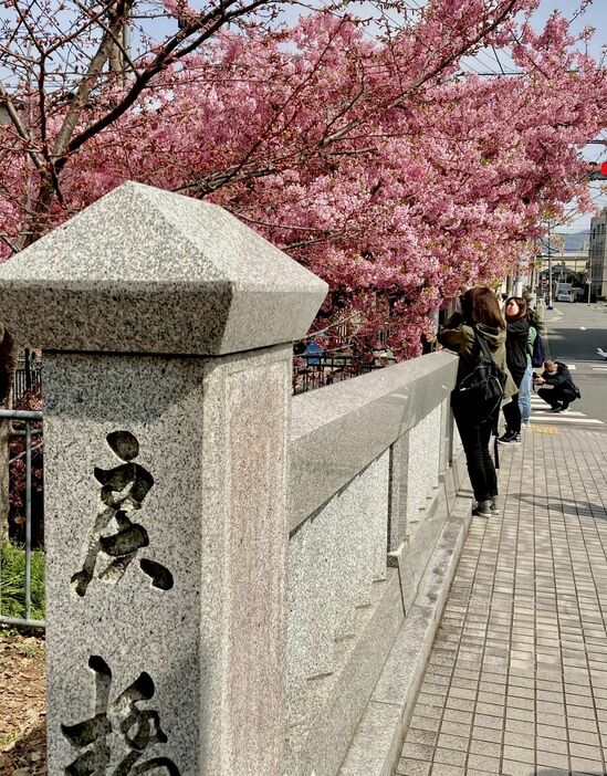 晴明神社近くの一条戻橋と河津桜橋は平安時代と同じ場所に架かっているという